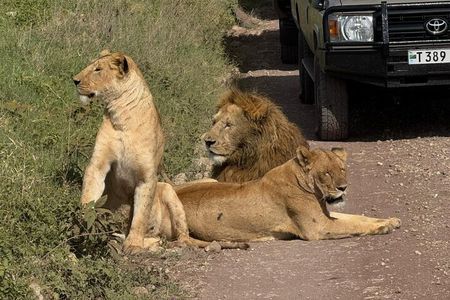 6 Days Luxury Tanzania Safari Serengeti, Ngorongoro and More
