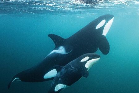 Sea Safari Your Chance to Swim with Orcas The Worlds Only!