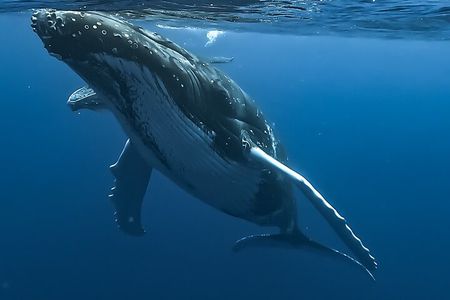 4 Hour Private Humpback Whales Encounter in Moorea