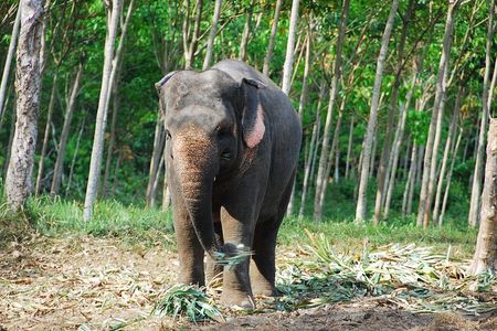 Krabi Elephant Sanctuary and Emerald Pool Adventure