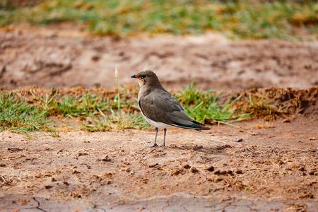 Nairobi National Park Tour Half Day
