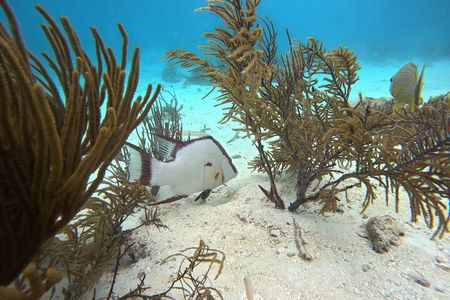 Exceptional Snorkel in two of Belize's Best Marine Parks