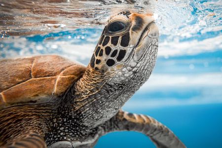 Turtle Tour Rarotonga