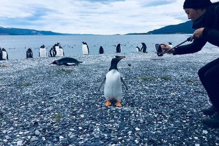 Penguins and Beagle Channel Patagonia Experience