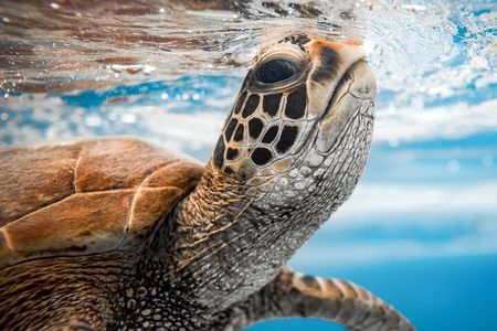 Cook Islands Turtle Tour