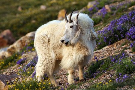Beartooth Highway Small Group Tour with Wildlife Guide