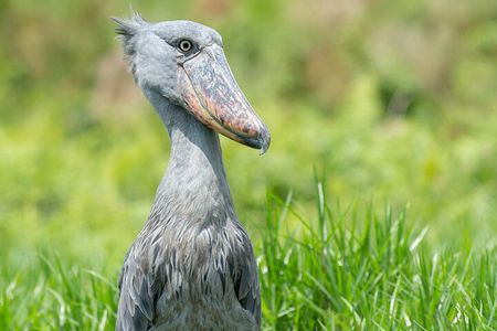 1 Day Best of Mabamba Shoebill Bird Watching Tour in Entebbe