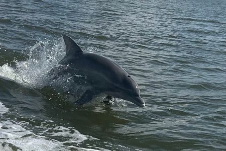 Private Dolphin Sightseeing Excursion