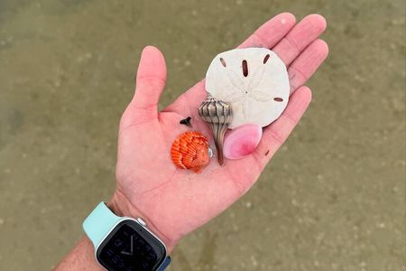 Shell Key Shelling Tour Discover Unique Treasures