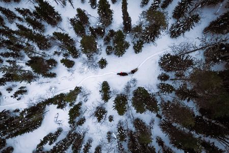 Horseback Ride in Finnish Forest from Rovaniemi