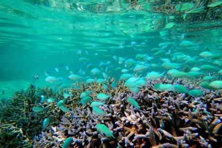 Mauritius Blue Bay Eco Tour and Coral Protection Snorkeling