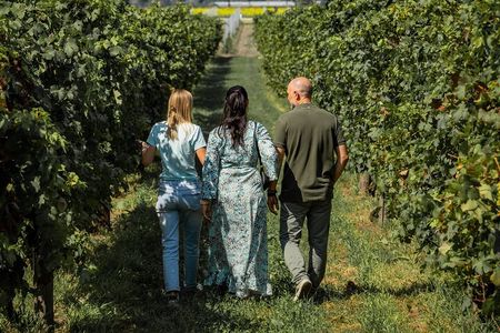 From Padua: Olive Oil & Wine in the Euganean Hills