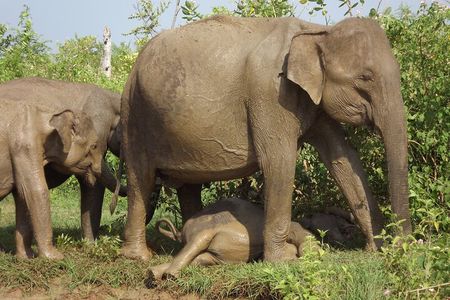 Full Day, Half Day and 4 Hour Safari in Udawalawe 