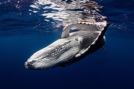 Meet the giants of the seas Semi-private whale trip
