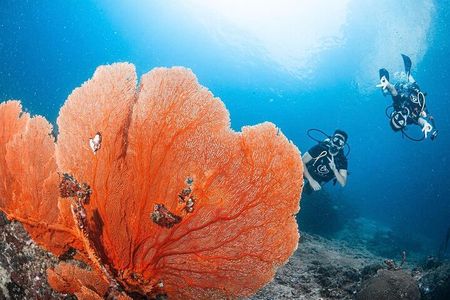 From Phi Phi Don | Half Day Discover Scuba Diving 2 Dives