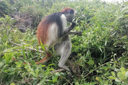 Jozani Forest Kuza Cave Paje Beach and Rock Restaurant