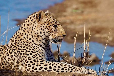 Safari Game Drive in Private Reserve out of Hoedspruit