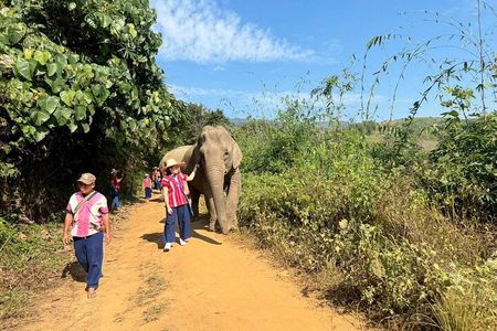 Elephant Care & Bathing Chiang Rai