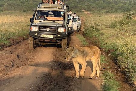 Nairobi National Park Half Day Tour with Jeep with Pickup