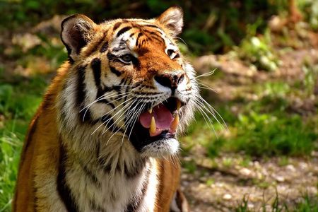 4-Day Ranthambore Tiger Tour from Delhi, Jaipur, Agra with 5 star hotel