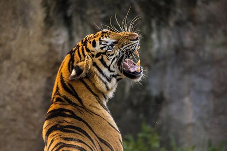 3-Day Ranthambhore Tiger Tour from Jaipur to Taj Mahal Agra ending in Delhi