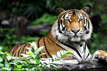 Private 2-Day Tour to Ranthambhore Tiger Safari from Jaipur