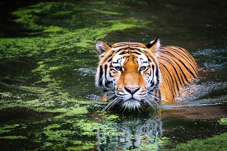 4-Day Ranthambore Tiger Safari Tour to Agra and Jaipur from Delhi