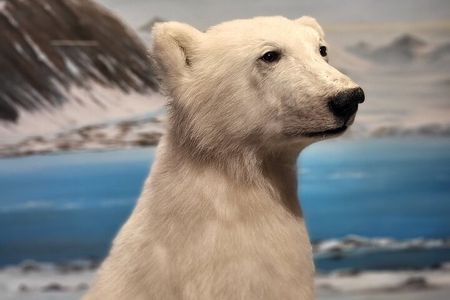 Guided Polar Bear Walk incl. Polaria & Polar Museum