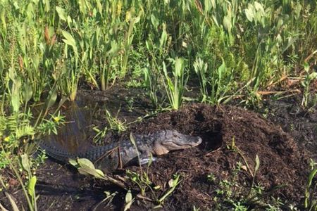 90 Minute Airboat Tour in the Florida Everglades