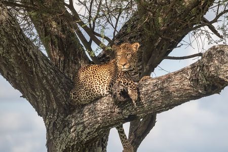 3 Day Serengeti and Ngorongoro Crater Wildlife Safari