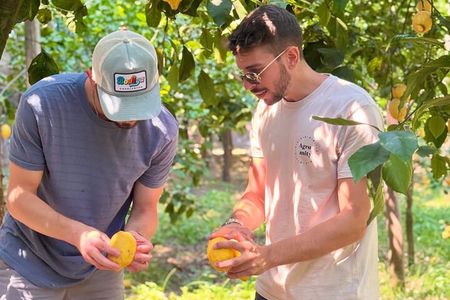 Sorrento Lemon Tour & Limoncello Tasting