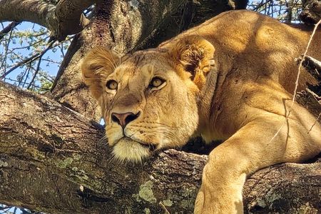 5-Days Tanzania Safari and Cultural Adventure