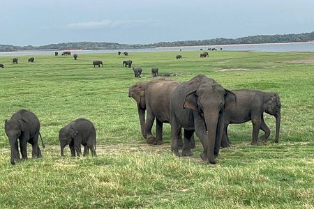 Minneriya National Park | Private Safari