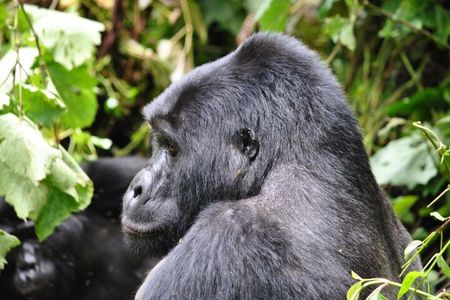 7-Day Customized Safari Tour and Gorilla Trekking in Uganda