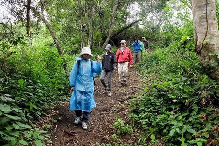 5-Day Gorilla Tour and Chimpanzee Tracking in Uganda