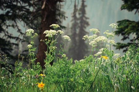 La Plata Canyon Jeep Tour in Colorado
