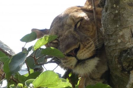 6-Day Gorilla Trekking and Wildlife Tour in Uganda
