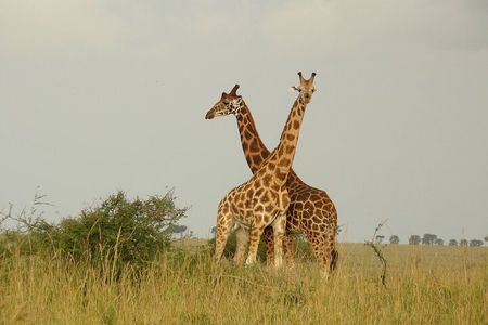 5-Day Big 5 Safari to Murchison and Chimpanzee Tracking