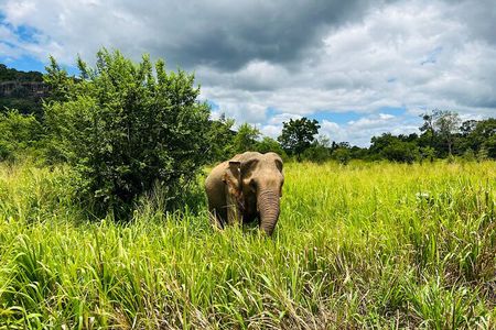 Minneriya National Park Elephant Safari Tour
