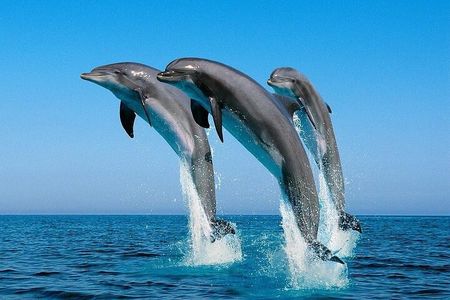 Dolphin House Snorkeling Excursion in Hurghada