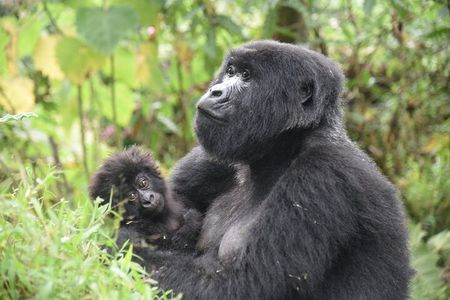 3-Day Tour Package with Gorilla Trekking in Uganda