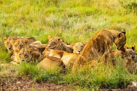 Half Day Guided Tour in Nairobi National Park with a 4WD