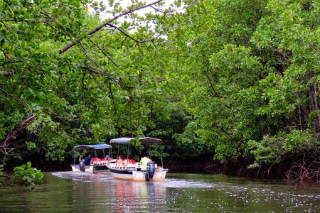 Semporna : Mangrove Cruise, Fireflies, Transfer & Dinner