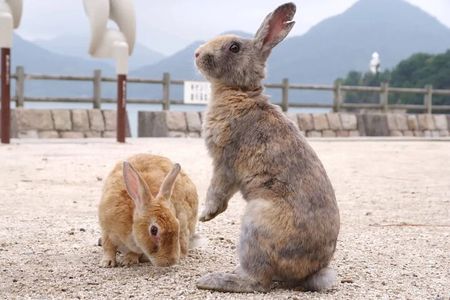 Takehara Historical Townscape & Rabbit Island