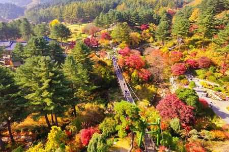 Day Trip to Nami Island with Rail bike and The Garden of Morning Calm