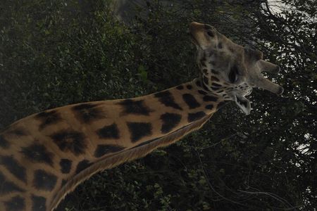 3 Days Murchison Falls national park with Rhino tracking
