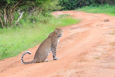 Morning Half-Day 7Hrs Safari Yala National Park
