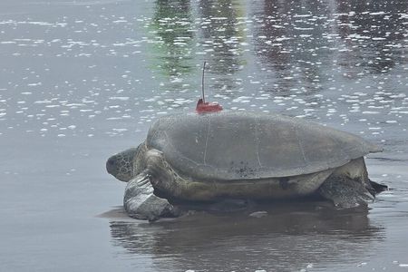 Unique Experience : sea turtle nesting in Tortuguero.