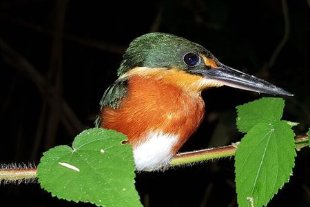 Cultural Zone at Manu in 3 Days