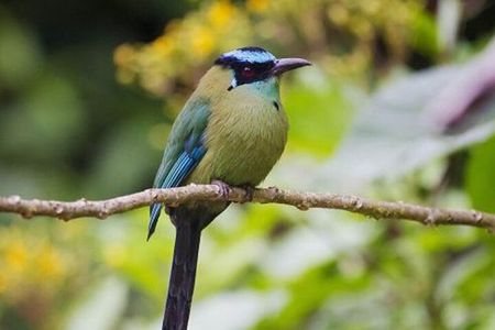 Manu Cultural Zone 4 Days